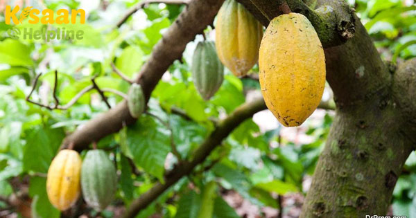 क्या आप कोको कल्टीवेशन में रुचि रखते हैं? जानिए इसके बारे में